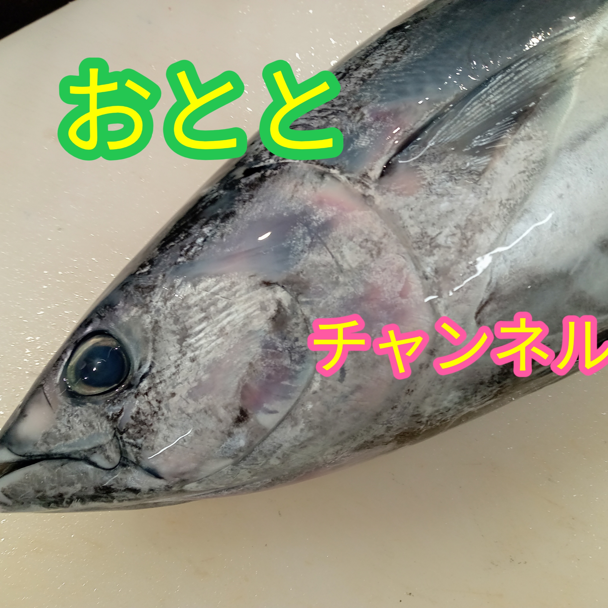 おとと